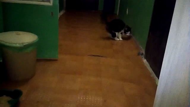 Кошка выполняет команду Апорт