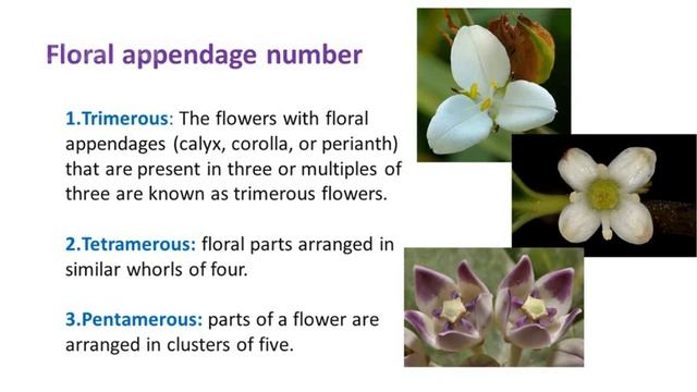 Flower structure, functions, types, terminologies, new 2023, with audio @DoctorTutors