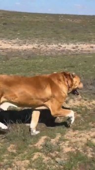 #волкодав #собака #pitbull #рек #собаки #dog #алабай #животные #рекомендации #кангал #automobile