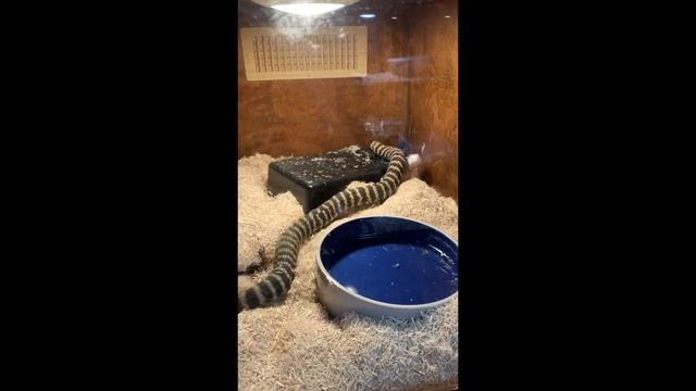 New Bushmasters and Taipans + Feeding Venomous Snakes and Lizards
