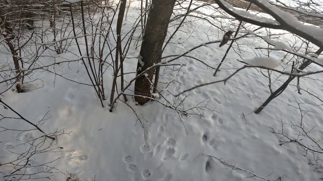 Место куницы добыли лисицу