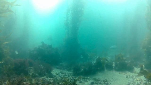 03 12 2022 South Coast Divers at Heisler Park with sharks