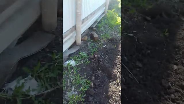 Опрыскивание садовых деревьев от тли