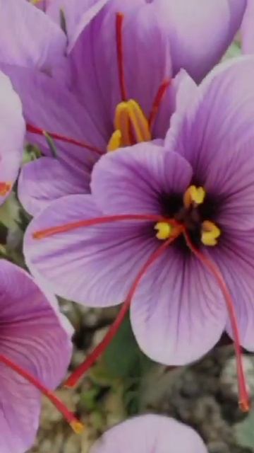 Why saffron is so expensive  ??#facts#daily update #shorts#kesar#saffron#indian ingredients