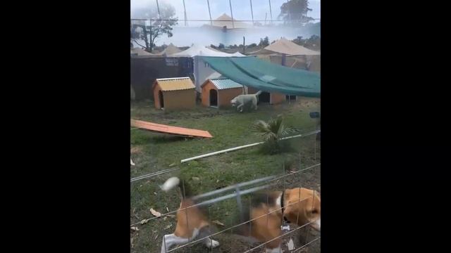 hotel de perros Atlantida