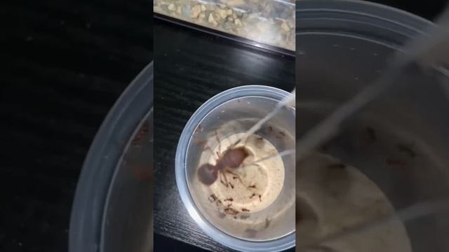 I Moved My GIANT Queen Ant