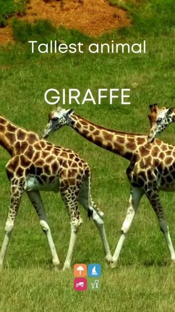 South Africa’s Record Breaking Animals
