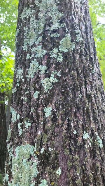 Tree who feed lot of organisms around him#forest #tree