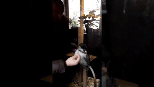 Обезьянка за стеклом