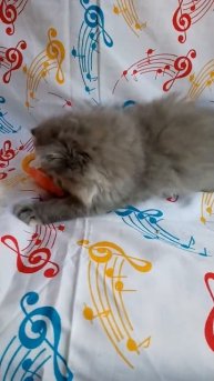 Персы котята