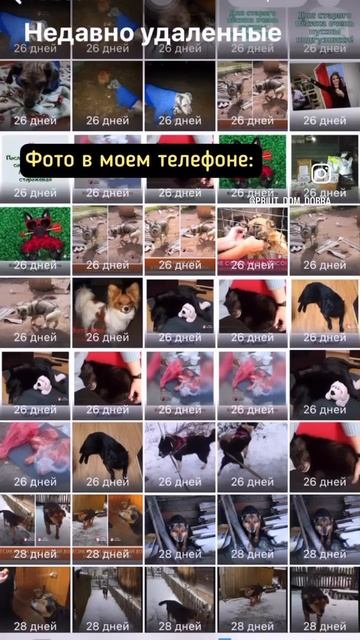 Когда ты #волонтер в приюте для собак 😁 #юмор_дд #домдобра #приютдомдобра #приютдлясобак