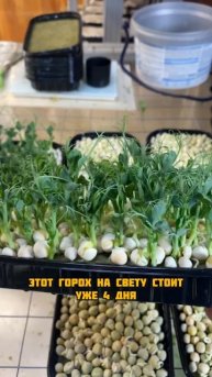 Микрозелень горошка