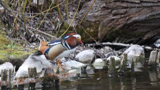 Vagrant (?) Mandarin Duck in central Uppsala April 29 2023 #canonr6mark2 #rf100_500