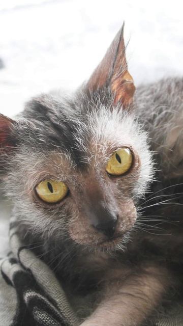 The World’s Three Strangest Cat Breeds