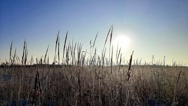 08-02-2025утренняя прогулка