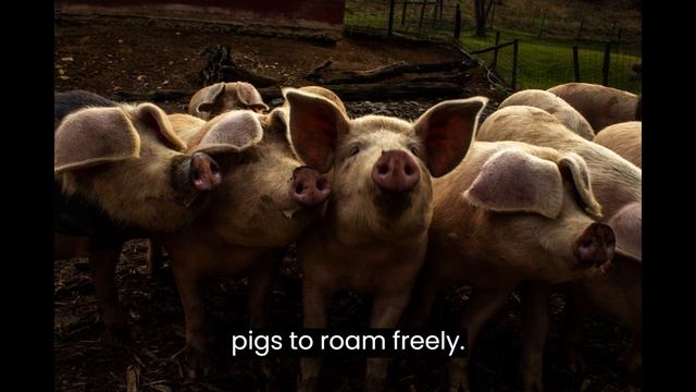 How to Start a Pig Farm Business | Free Pig Farm Business Plan Template Included