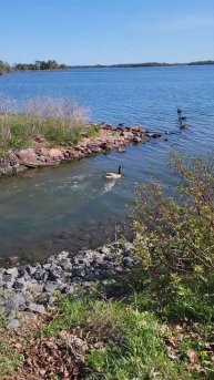 CANADA GOOSE LANDING IN THE RIVER! #canada #goose #shorts #youtube #takeoff #landing #river