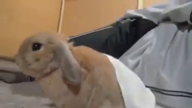 Bunny says, "Hey, don't stop petting me!" | Кролик говорит, "Эй, не останавливайся, гладь меня!"
