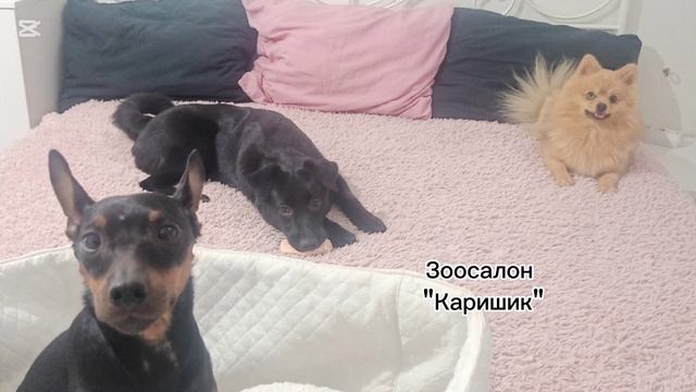 Шпиц Лев в детском саду