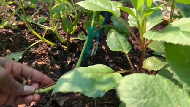 Fall Garden Series: Dahlia Fertilization & Maintenance || AJ's Green Thumb, LLC