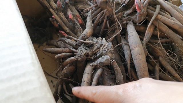 Unboxing umbi bunga Peoni dan Dahlia murah dari Belanda