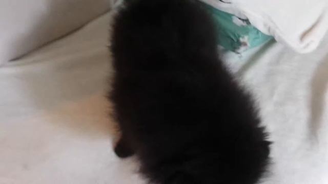 Ульяна щенок шпица