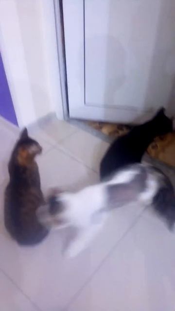 Котокафе г.Барнаул