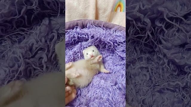 хорёк мальчик полуангора #ferret