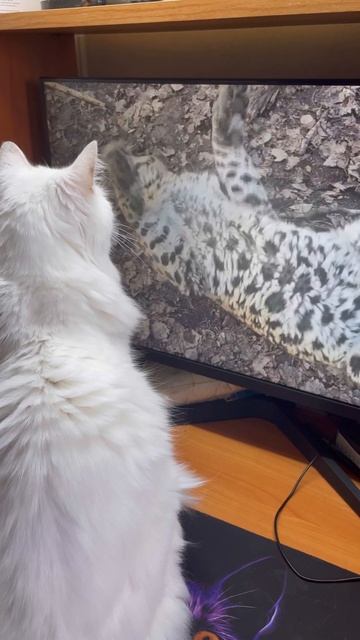 Кот Джесс и леопард Герд (дом тигра) #cat