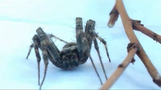 Araneus cavaticus 🕷🕸