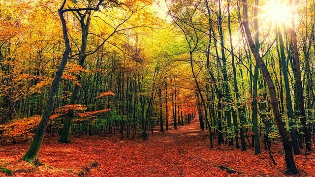 Музыка и природа  славит Творца сборник 2.