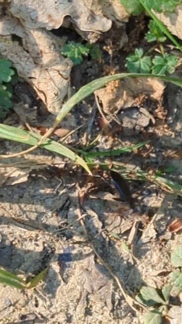 An unwise Ground Beetle tries to take on some Wood Ants