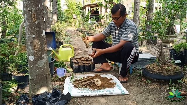 CARA stek batang POHON LOA DAN MEDIA TANAM