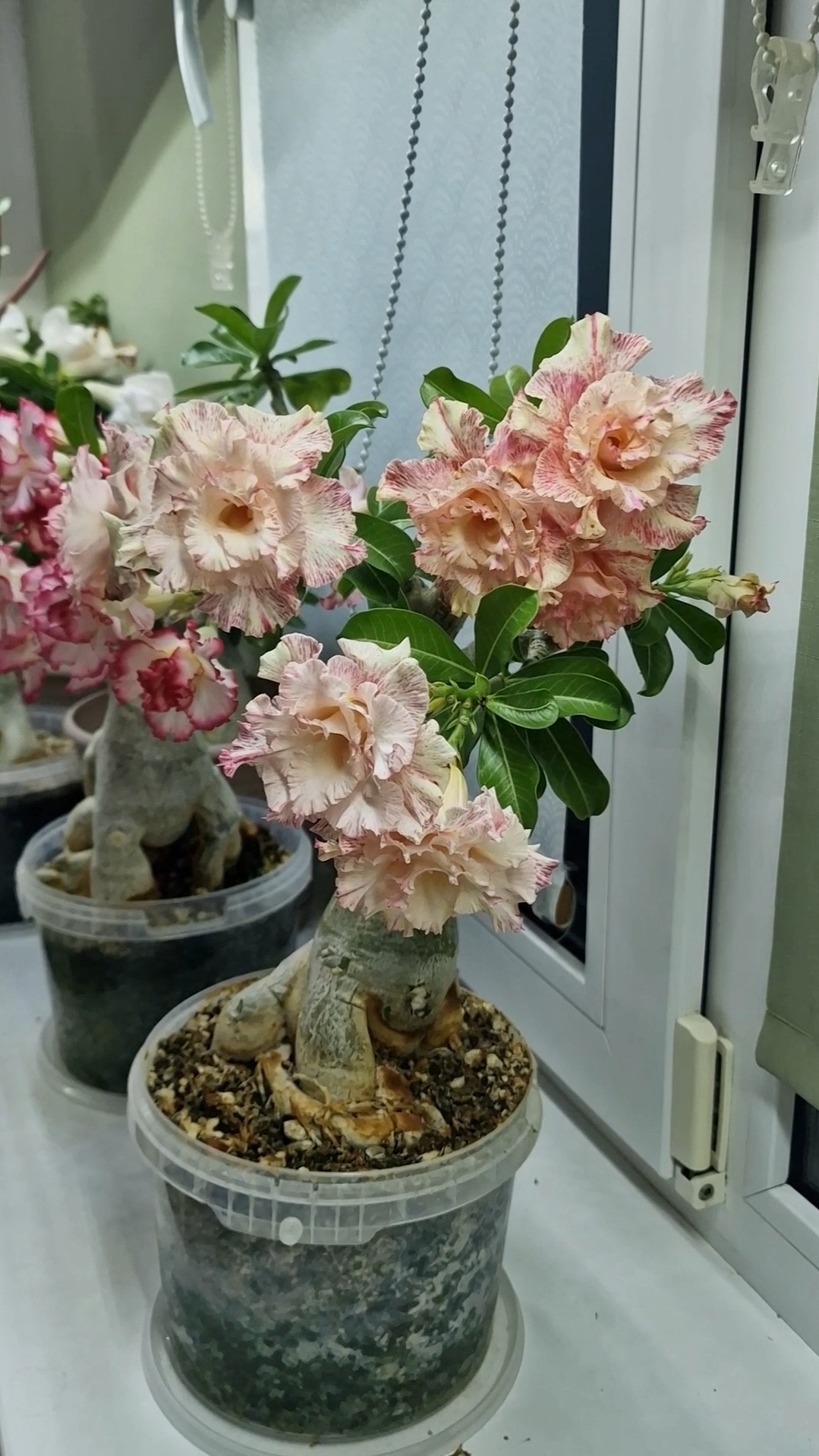 Адениумы Beauty и Hyacinth🫶