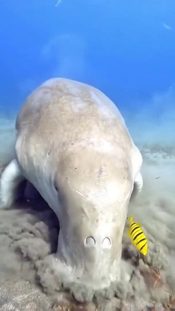 DUGONG, Otherwise Known As A Sea Cow....