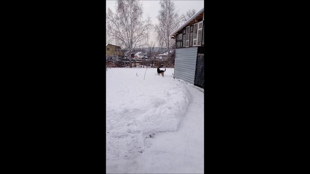 Овчарка. Собака. Том