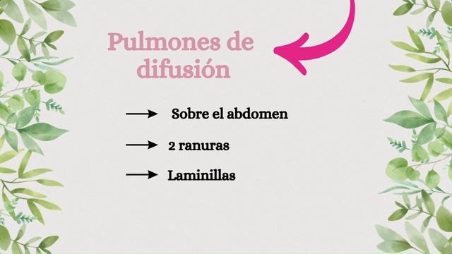 Aparato Respiratorio de los Artrópodos