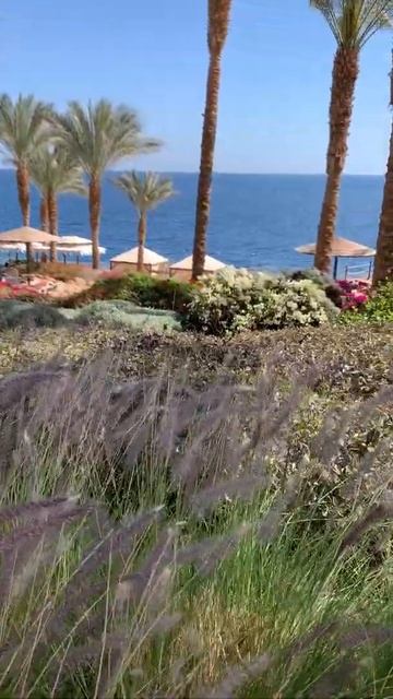 #shorts Grand Rotana Sharm El Sheikh