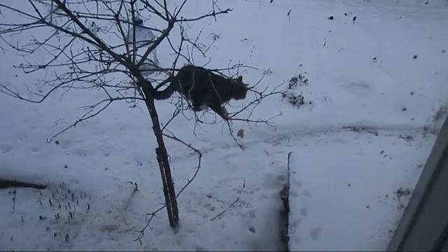 Кот пытается достать сало