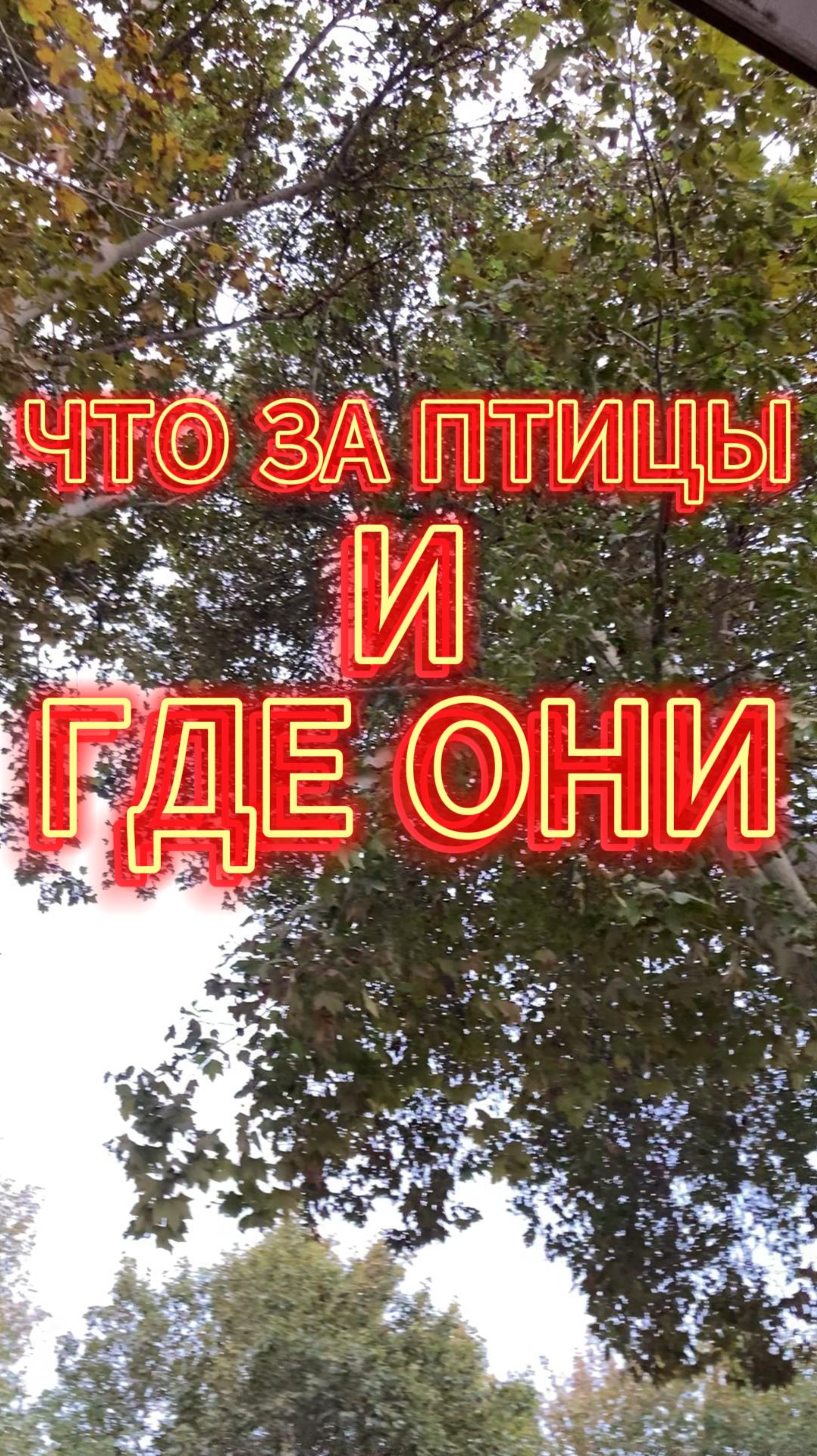 ЧТО ЗА ПТИЦЫ 🐦 ТАКИЕ #узбекистан #птицы #громко #путешествие #радость #угар #кринж #rutube