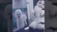Когда кот танцует круче меня