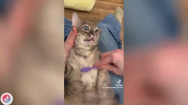 Best video of Tik Tok! 08.02.25 / 02