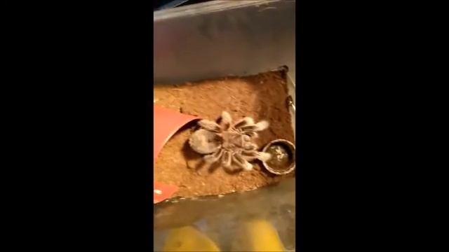 grammostola rosea NCF  tarantula feeding music video