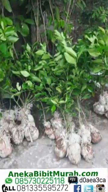 Jual Kebun Bibit Lemon Import Harga Murah 081335595272 | www.anekabibitmurah.com