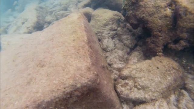 Snorkeling Palm Beach Inlet N-Side