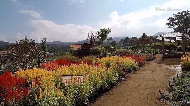 Taman Bunga Celosia dan Petik Buah Agro Rumpun Ijo Matesih Karanganyar