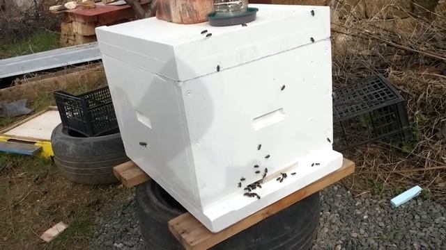 Пчелы перезимовали