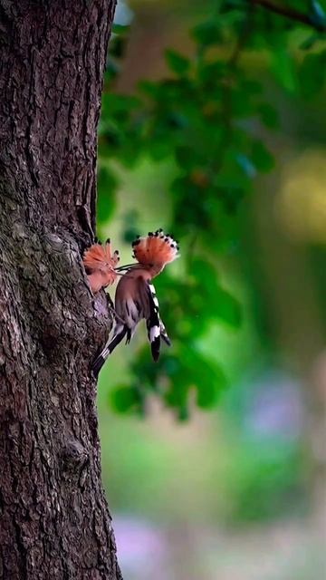 HOOPOE / Bird Feeding Their Young in SLOW MOTION