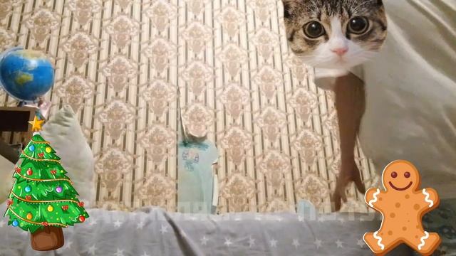 КАК НАУЧИТЬСЯ ПРЫГАТЬ БЕЗ ПЕРЕГРАД?? 🫶❤️🩹ОТ MILI🐾