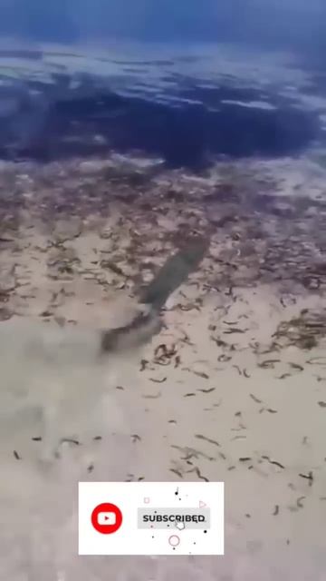 #amazing 😍😯😯#barracuda attack shark#short